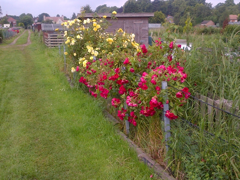 Willoughby Road Allotments